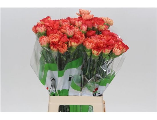 Nagelj Funza Long Rainbow Mixed c540