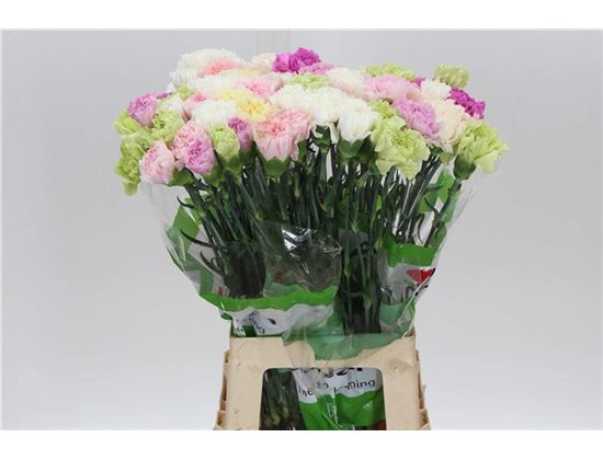 Nagelj Funza Long Rainbow Pastel c541