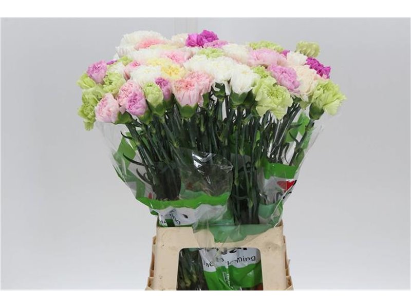 Nagelj Funza Long Rainbow Pastel c541