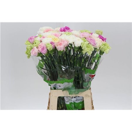 Nagelj Funza Long Rainbow Pastel c541