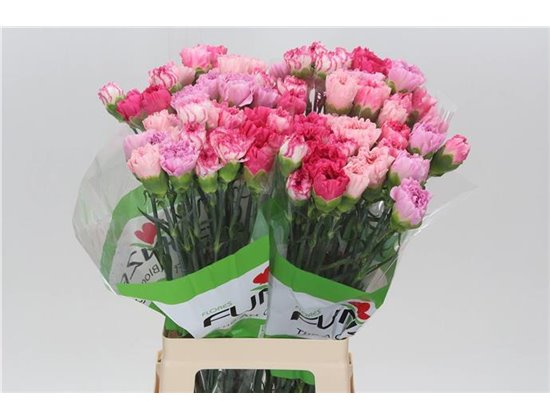 Nagelj Funza Long Rainbow Pink c542