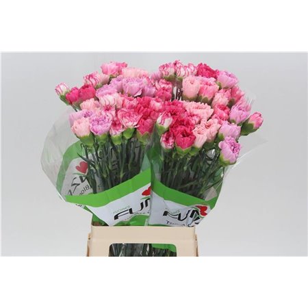 Nagelj Funza Long Rainbow Pink c542