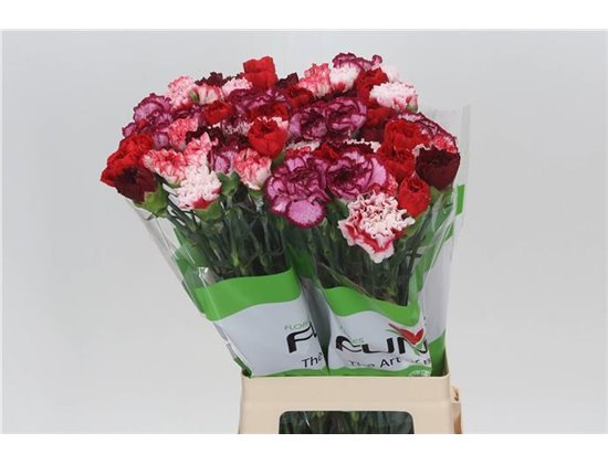 Nagelj Funza Long Rainbow Red c544