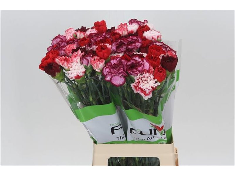 Nagelj Funza Long Rainbow Red c544