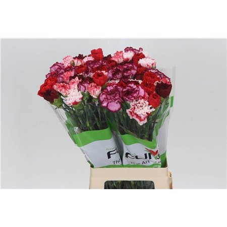 Nagelj Funza Long Rainbow Red c544