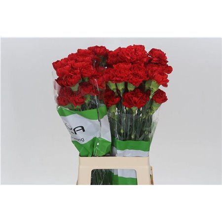 Nagelj Funza Long Red Marthe c547