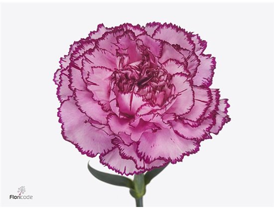 Nagelj Funza Long Royal Damascus c548