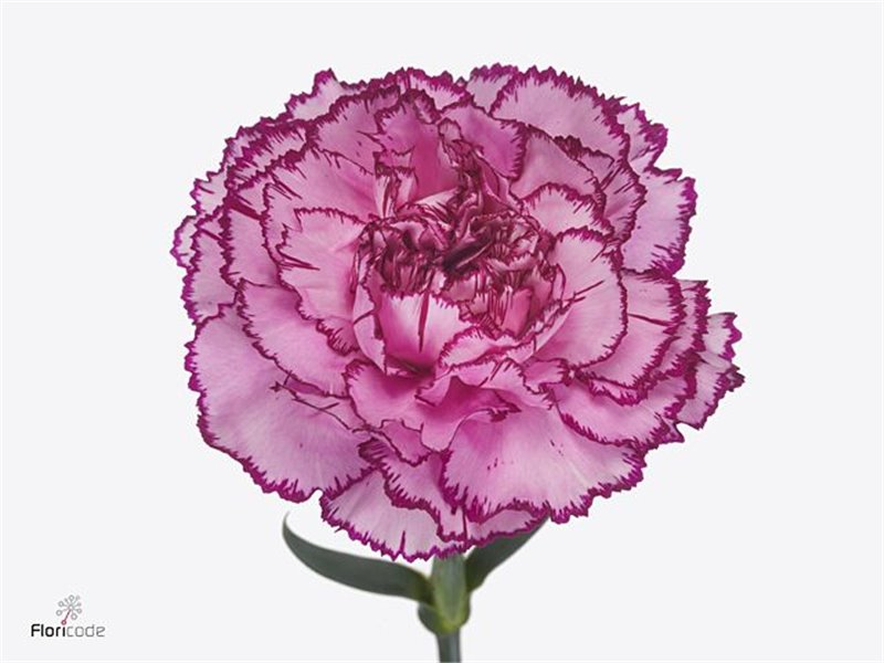 Nagelj Funza Long Royal Damascus c548