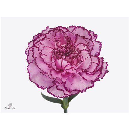 Nagelj Funza Long Royal Damascus c548