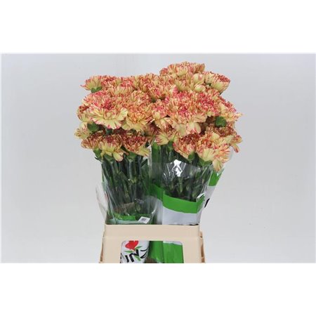 Nagelj Funza Long Royal Damascus c549