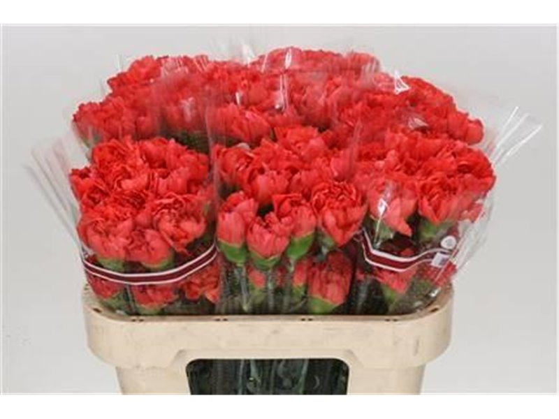 Nagelj Funza Long Salamandra c550