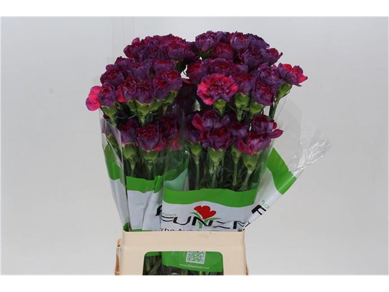 Nagelj Funza Long Tangelo Orange c551