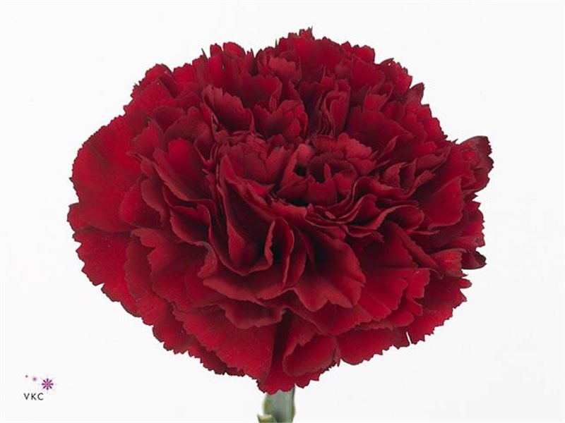 Nagelj Funza Long Tatis c553