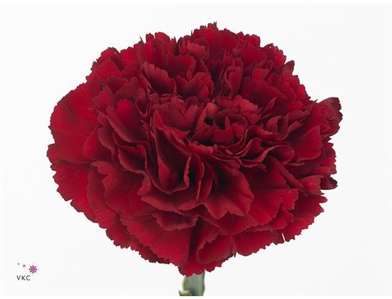 Nagelj Funza Long Zurigo c554