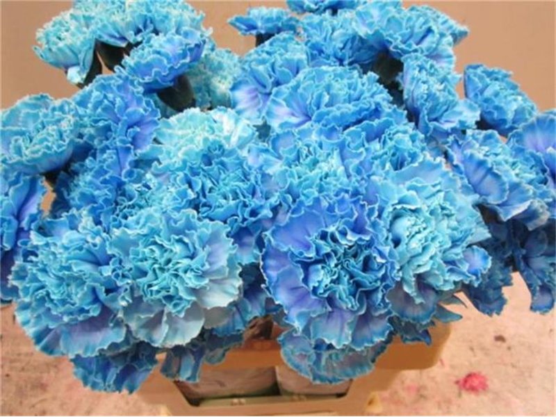 Nagelj G Blue Lagoon c557