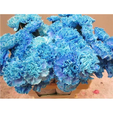 Nagelj G Blue Lagoon c557