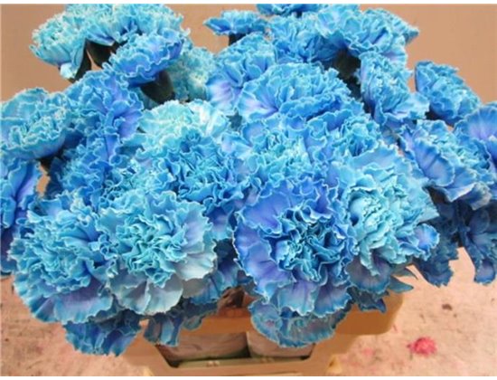 Nagelj G Blue Lagoon c558