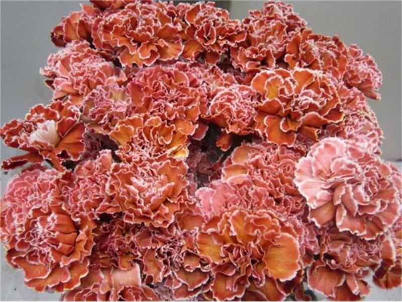 Nagelj G Blue Lagoon c559