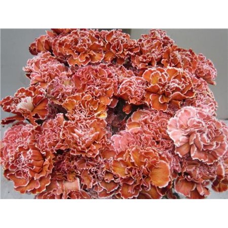 Nagelj G Brownie c560