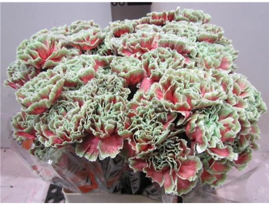 Nagelj G Bubbelicious c563