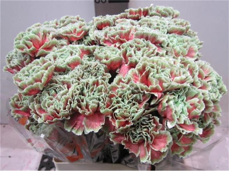 Nagelj G Bubbelicious c563