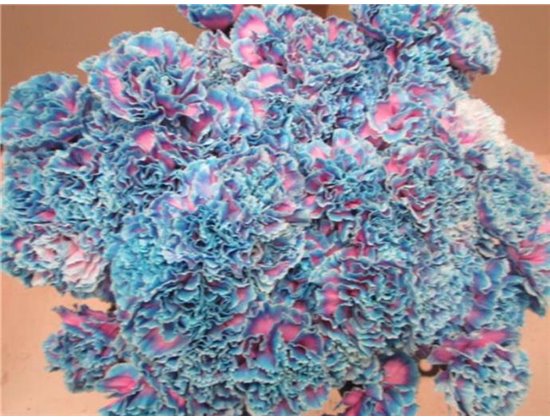 Nagelj G Bubbelicious c564