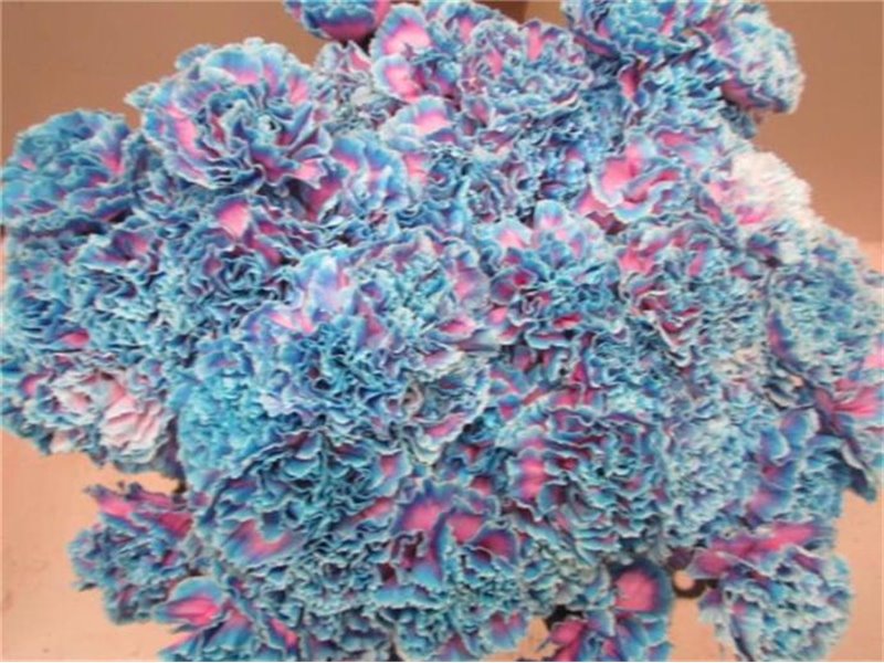 Nagelj G Bubbelicious c564