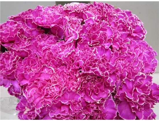 Nagelj G Cerise c566