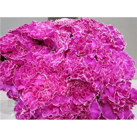 Nagelj G Cerise c566