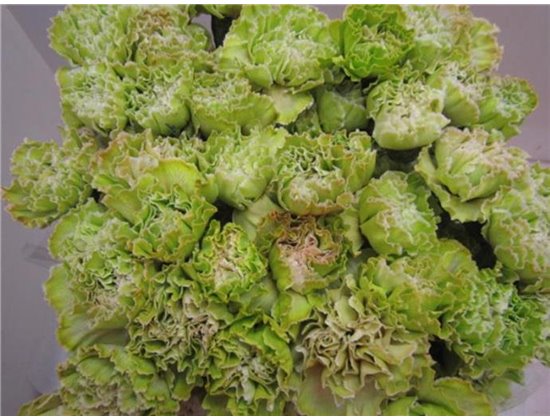 Nagelj G Cerise c568