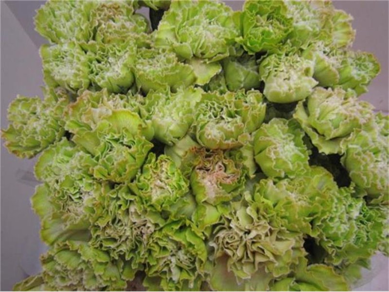 Nagelj G Cerise c568