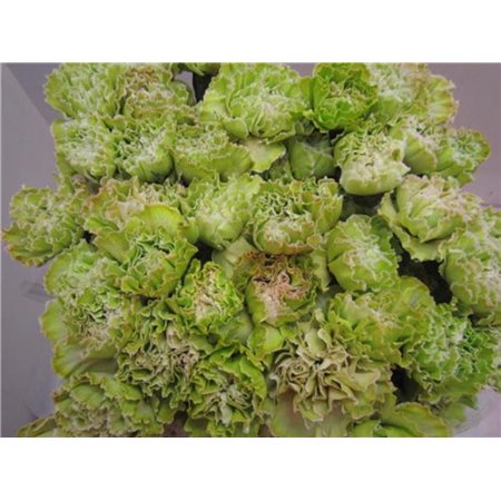 Nagelj G Cerise c568