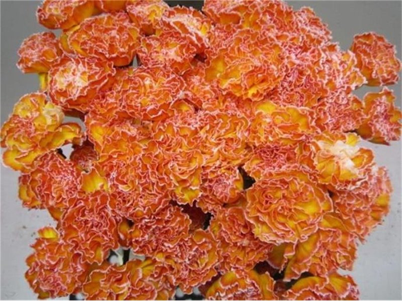 Nagelj G Moonshine c574