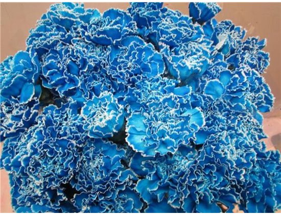 Nagelj G Moonshine c575