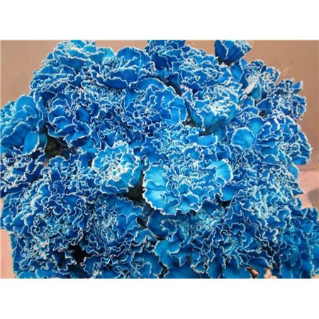 Nagelj G Pale Blue c577