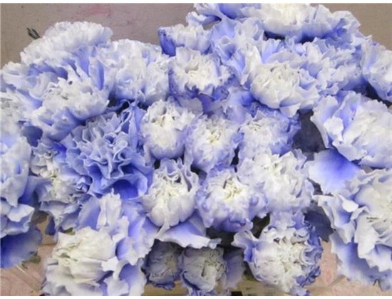 Nagelj G Pastel Lilac c581