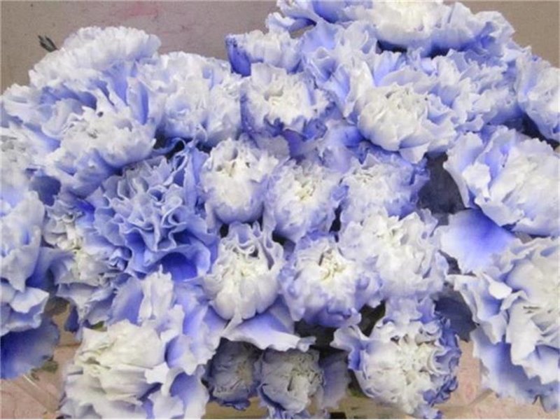 Nagelj G Pastel Lilac c581