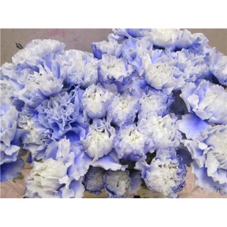 Nagelj G Pastel Lilac c581