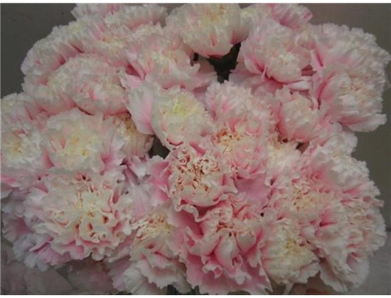 Nagelj G Pastel Lilac c582