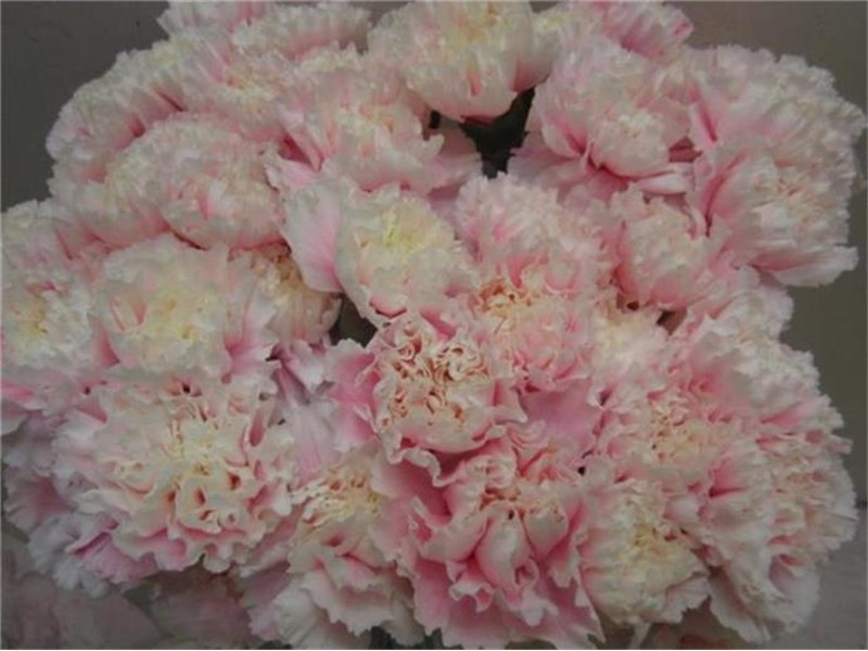 Nagelj G Pastel Lilac c582