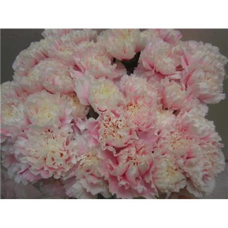 Nagelj G Pastel Lilac c582