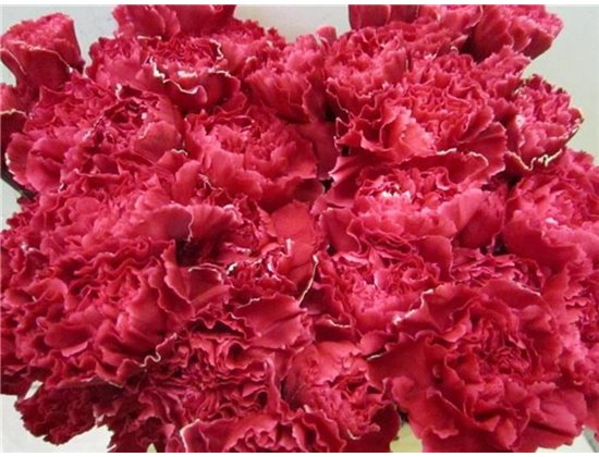 Nagelj G Pastel Pink c584