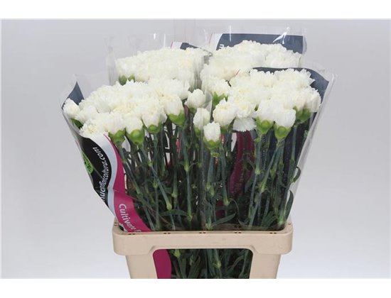 Nagelj Holographic Pastels c588