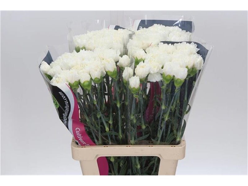 Nagelj Holographic Pastels c588