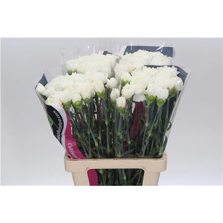 Nagelj Holographic Pastels c588