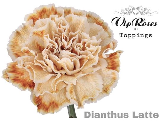 Nagelj It Holly c589