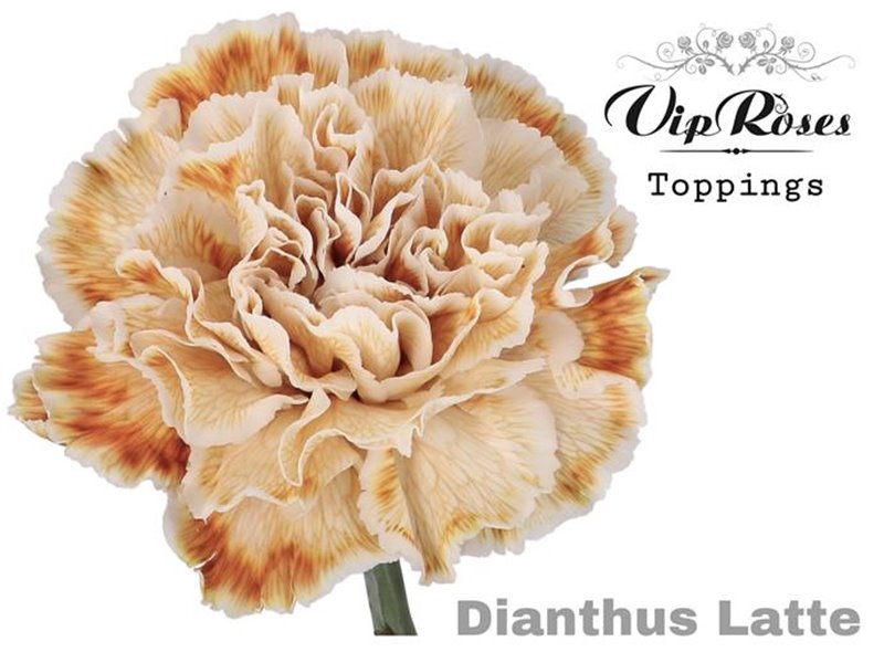 Nagelj It Holly c589