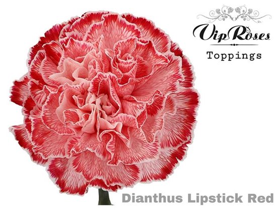 Nagelj Lipstick Red c591