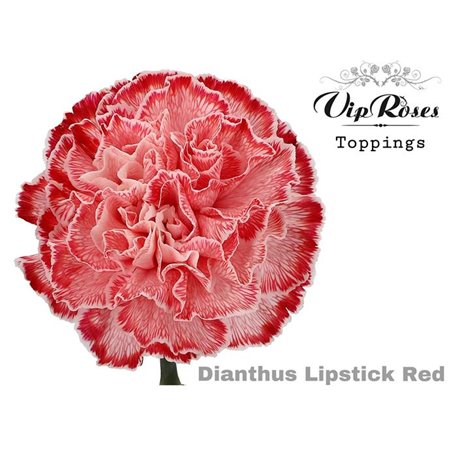 Nagelj Lipstick Red c591