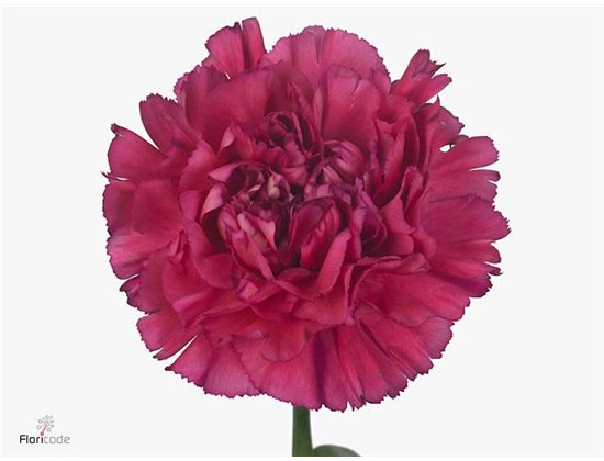 Nagelj Long Bernard c592